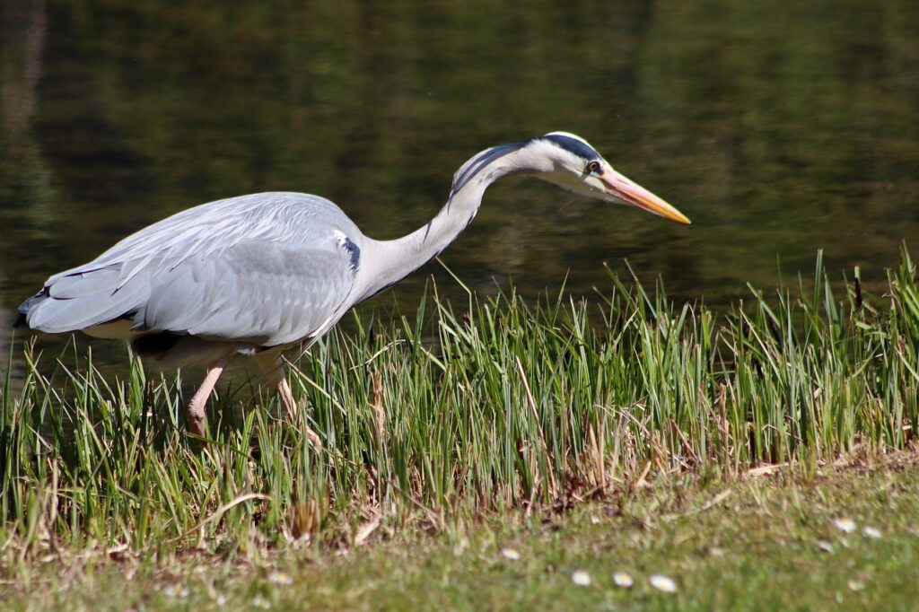 Marais aux oiseaux ile d'oléron